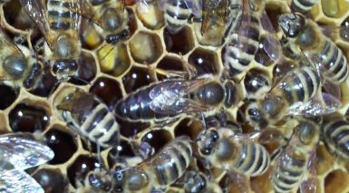 Queen Bee © KDR